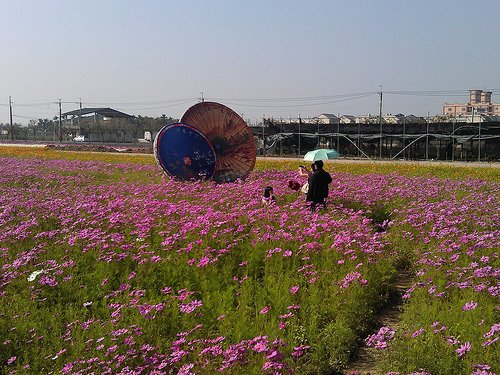 2014年美濃花海