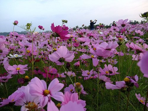 美濃花海