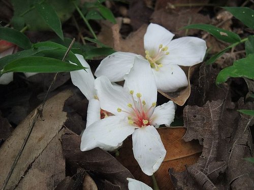 桐花