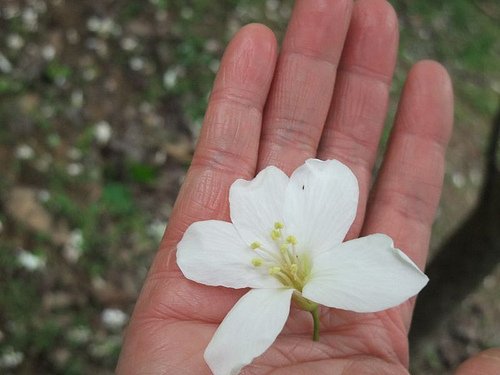 桐花