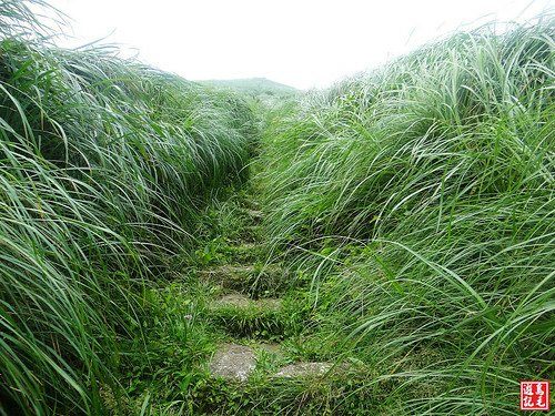 大屯主峰連峰步道 (6).jpg