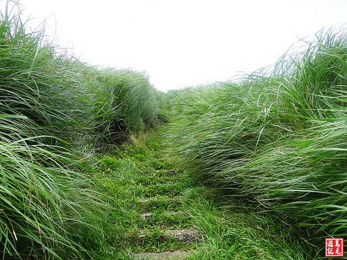 大屯主峰連峰步道 (10).jpg