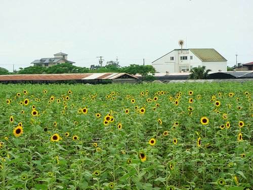 向陽農場 (10).jpg