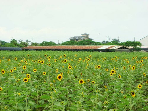 向陽農場 (11).jpg