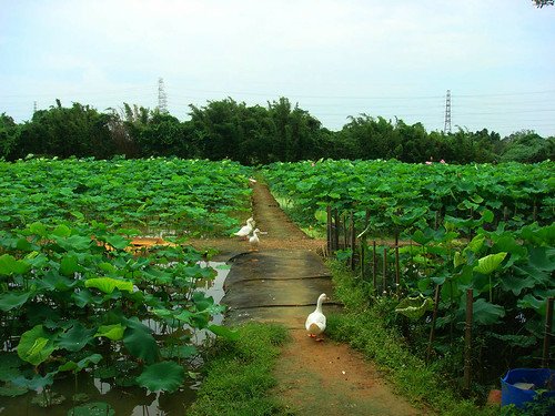 林家古厝農場 (20).jpg