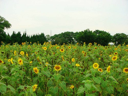 青林農場 (22).jpg