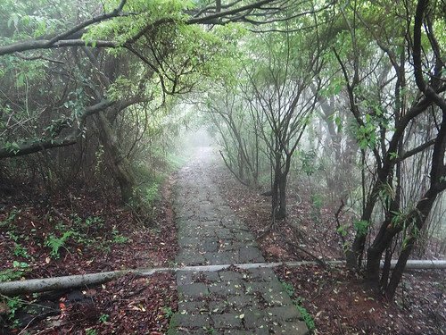 竹子湖繡球花水尾巴拉卡步道 (1).jpg