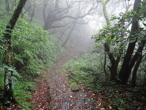 竹子湖繡球花水尾巴拉卡步道 (4).jpg