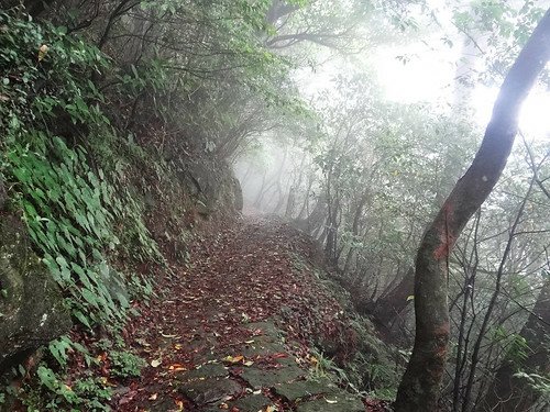 竹子湖繡球花水尾巴拉卡步道 (6).jpg