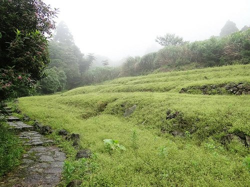 竹子湖繡球花水尾巴拉卡步道 (11).jpg