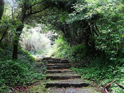 竹子湖繡球花水尾巴拉卡步道 (16).jpg