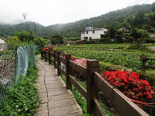 竹子湖繡球花水尾巴拉卡步道 (22).jpg