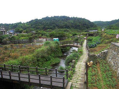 竹子湖繡球花水尾巴拉卡步道 (23).jpg