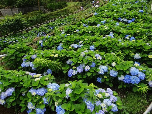 竹子湖繡球花水尾巴拉卡步道 (24).jpg