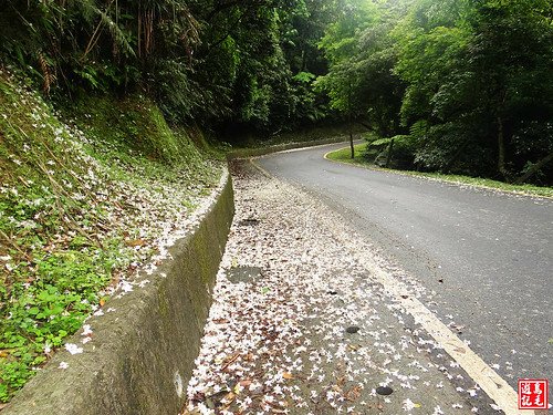 汐碇公路桐花 (1).jpg