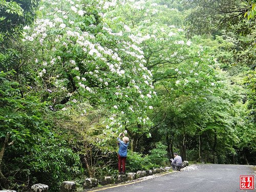 汐碇公路桐花 (14).jpg