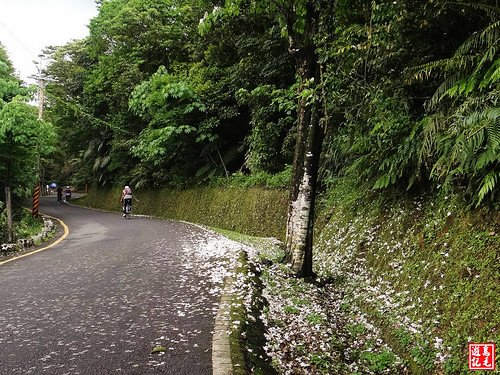 汐碇公路桐花 (32).jpg