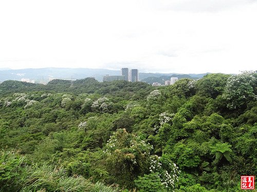 汐碇公路桐花 (31).jpg