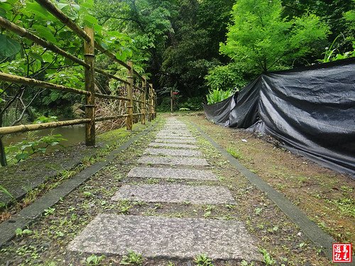 瑪西桐花步道 (9).jpg