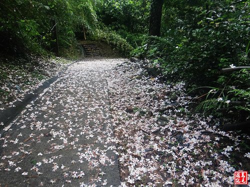 瑪西桐花步道 (13).jpg