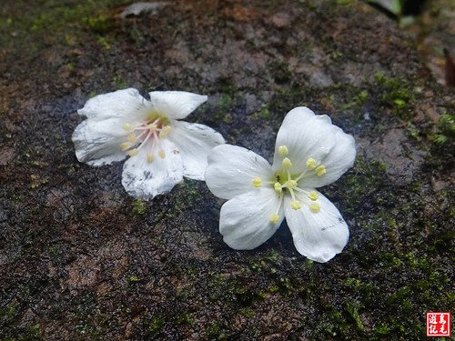 瑪西桐花步道 (18).jpg