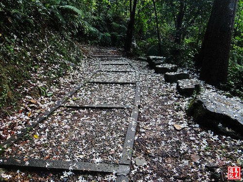 瑪西桐花步道 (34).jpg