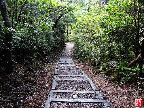 瑪西桐花步道 (37).jpg