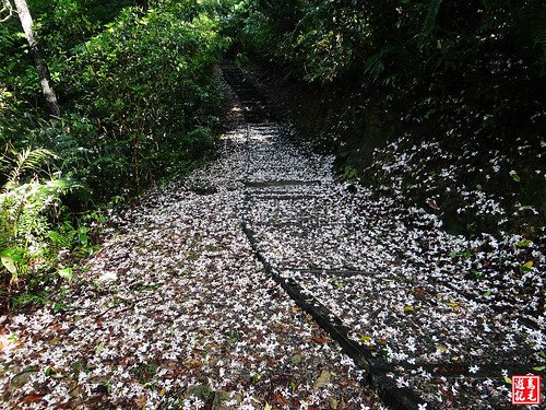 瑪西桐花步道 (39).jpg