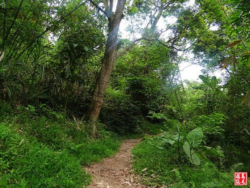 內溝山桐花步道 (2).jpg