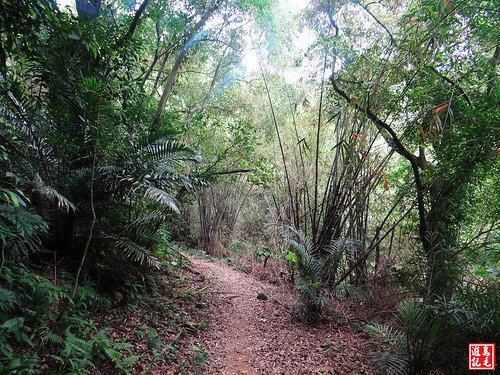 內溝山桐花步道 (3).jpg