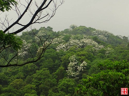 內溝山桐花步道 (8).jpg