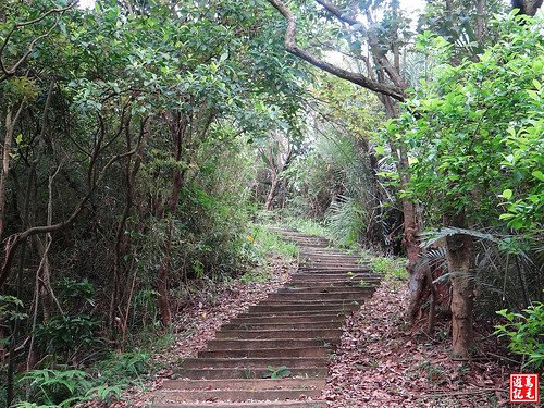 內溝山桐花步道 (9).jpg