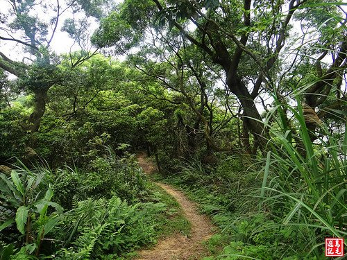 內溝山桐花步道 (13).jpg