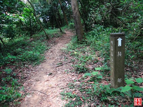 內溝山桐花步道 (16).jpg