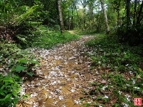 內溝山桐花步道 (17).jpg