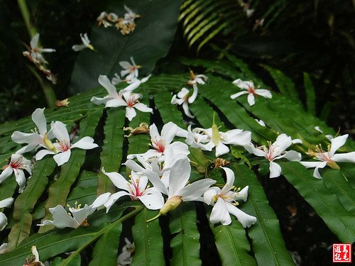 內溝山桐花步道 (18).jpg