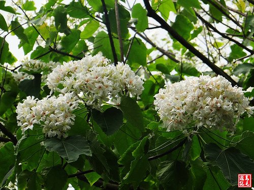 內溝山桐花步道 (21).jpg