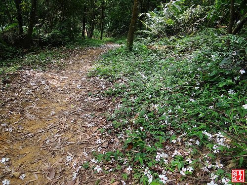 內溝山桐花步道 (23).jpg