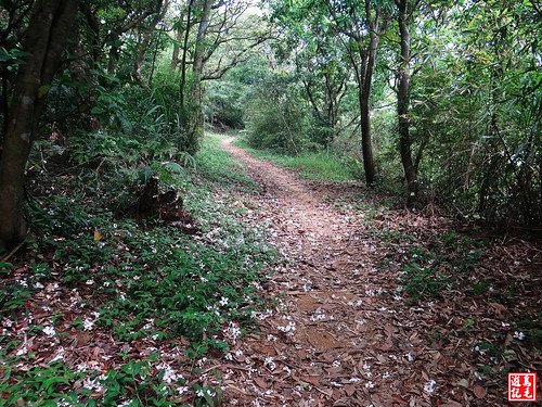 內溝山桐花步道 (24).jpg