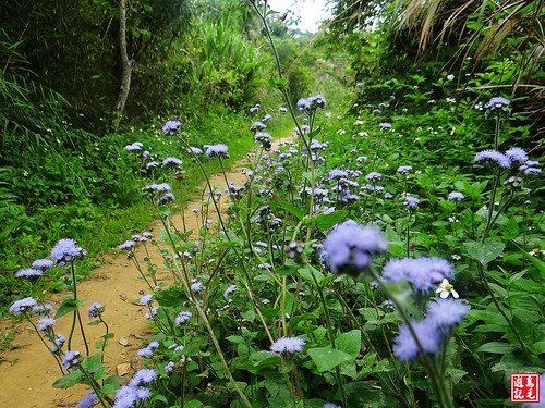 內溝山桐花步道 (28).jpg