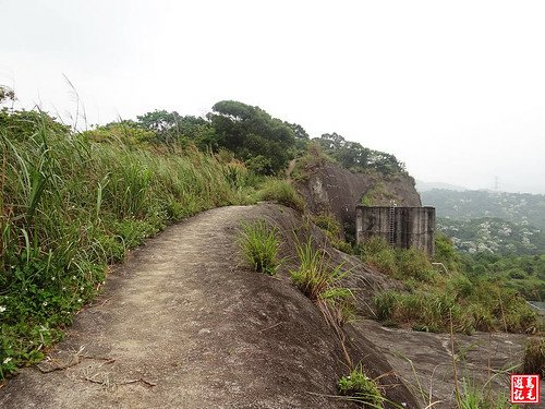 內溝山桐花步道 (31).jpg