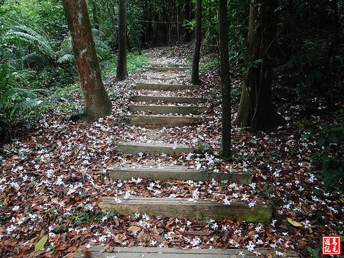 內溝山桐花步道 (33).jpg