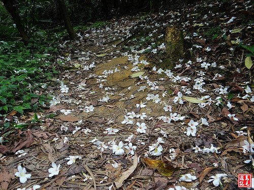 內溝山桐花步道 (34).jpg