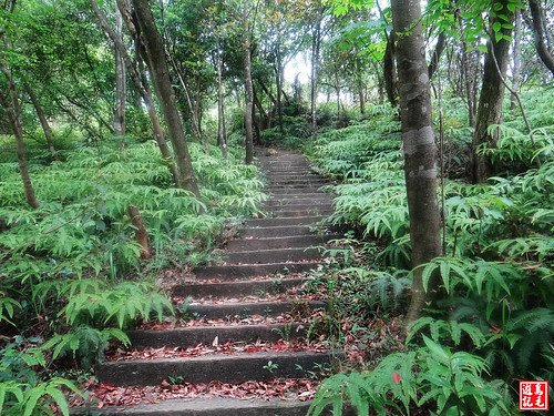 內溝山桐花步道 (37).jpg