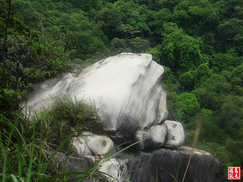 內溝山桐花步道 (41).jpg