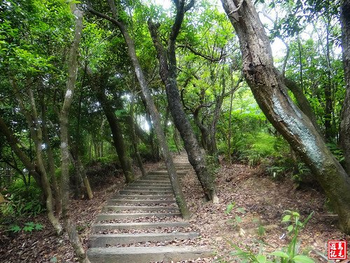 內溝山桐花步道 (49).jpg