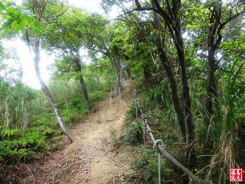 內溝山桐花步道 (55).jpg