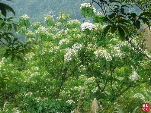 內溝山桐花步道 (56).jpg