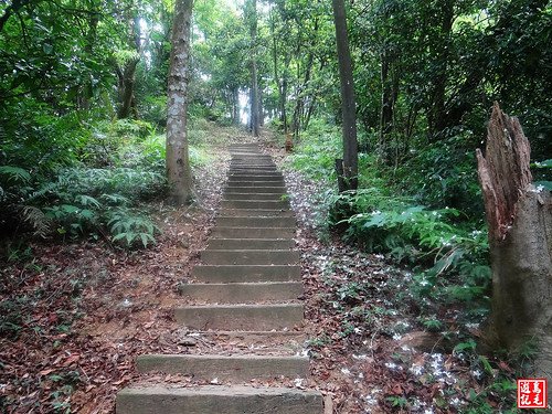 內溝山桐花步道 (66).jpg