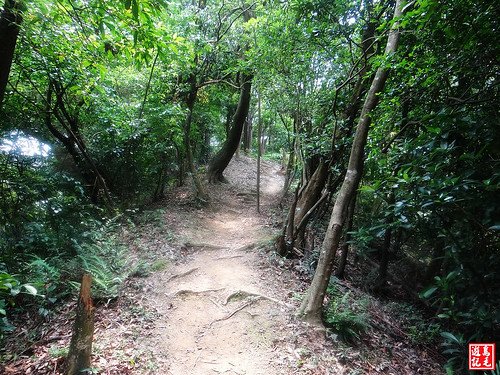 內溝山桐花步道 (70).jpg